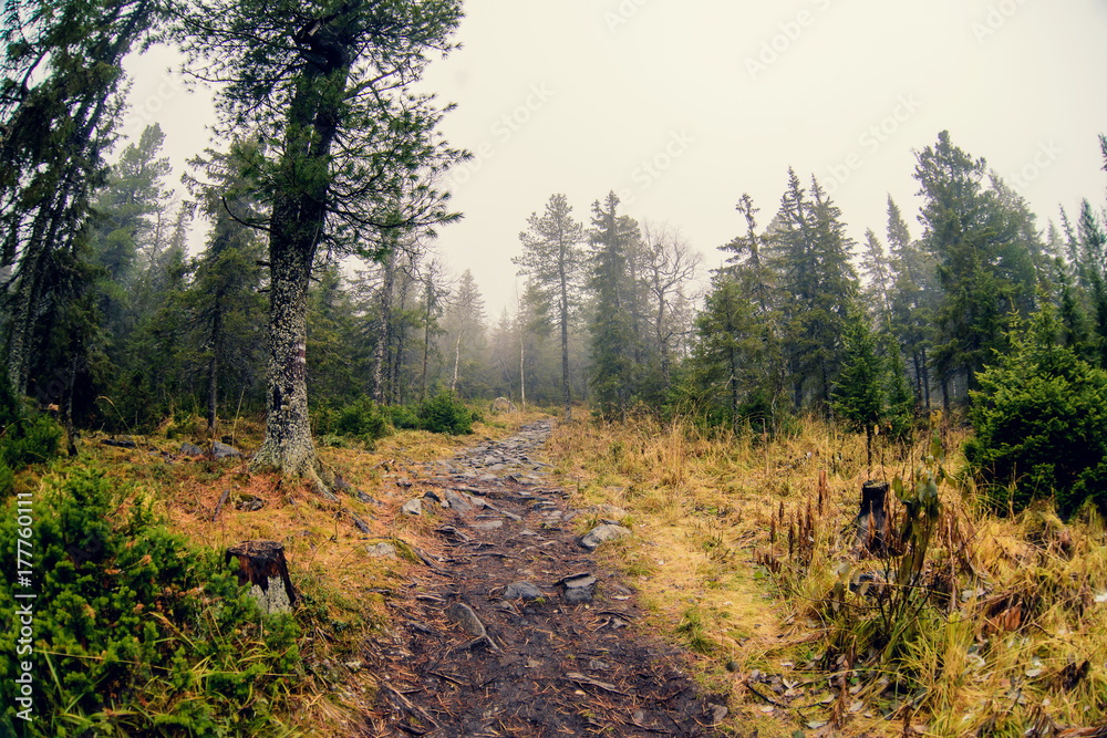 Path in the mist-covered mountain forest (Cyprus, Troodos) Path in the mist-covered mountain forest (Cyprus, Troodos)