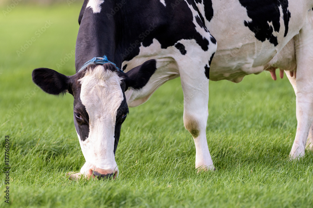 Close up of a grazing dutch cow - obrazy, fototapety, plakaty 