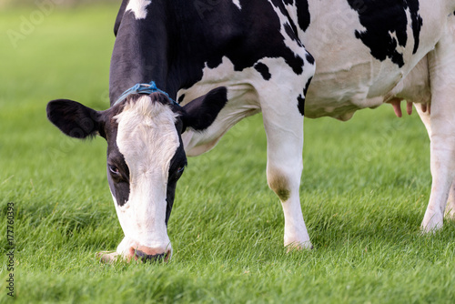 Close up of a grazing dutch cow © Catstyecam