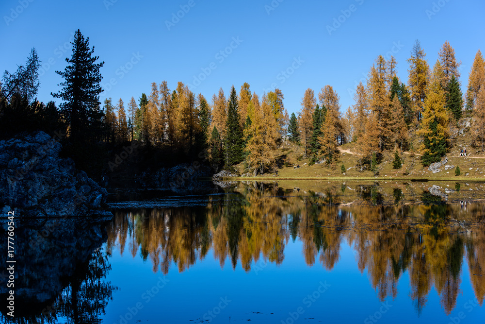 Reflections. High mountain larch in autumn dress. Lake Federa, Dolomites Reflections. High mountain larch in autumn dress. Lake Federa, Dolomites