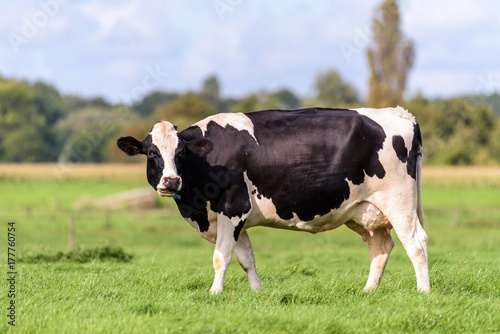 A dutch cow is standing in a field
