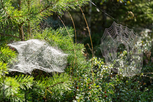 Spindelnät med dagg i skogen