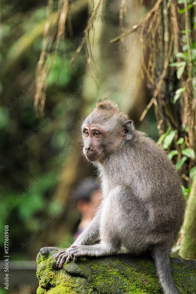 Young Macaque Sits on Mossy Stone with Vines in Background