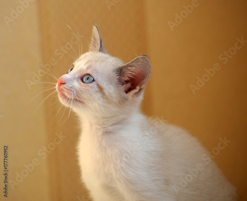 Cute blue-eyed Thai kitten