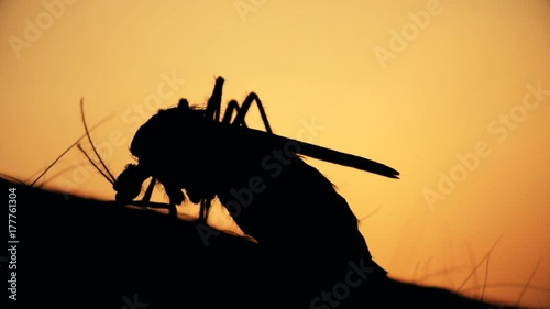 Mosquito blood sucking on human skin on sun background