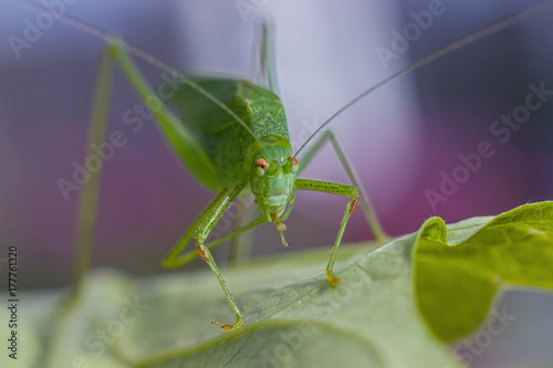 Green grasshopper on a flower