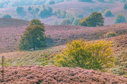 Blooming heather and trees on the hills of the Posbank photo