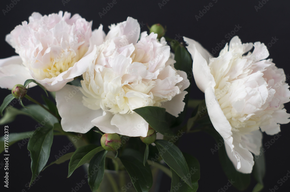 Fototapeta premium flower peony pink gentle