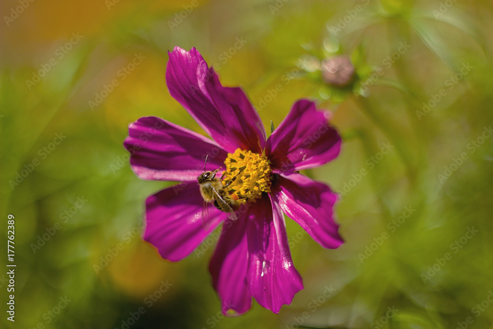 Cosmos bipinnatus blooming in the garden Cosmos bipinnatus blooming in the garden