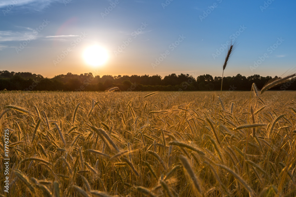 Naklejka premium Sonnenuntergang über einem Getreidefeld