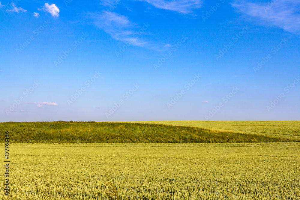 Ein gelbes Feld auf einem Hügel wächst gen strahlend blauem Himmel Ein gelbes Feld auf einem Hügel wächst gen strahlend blauem Himmel