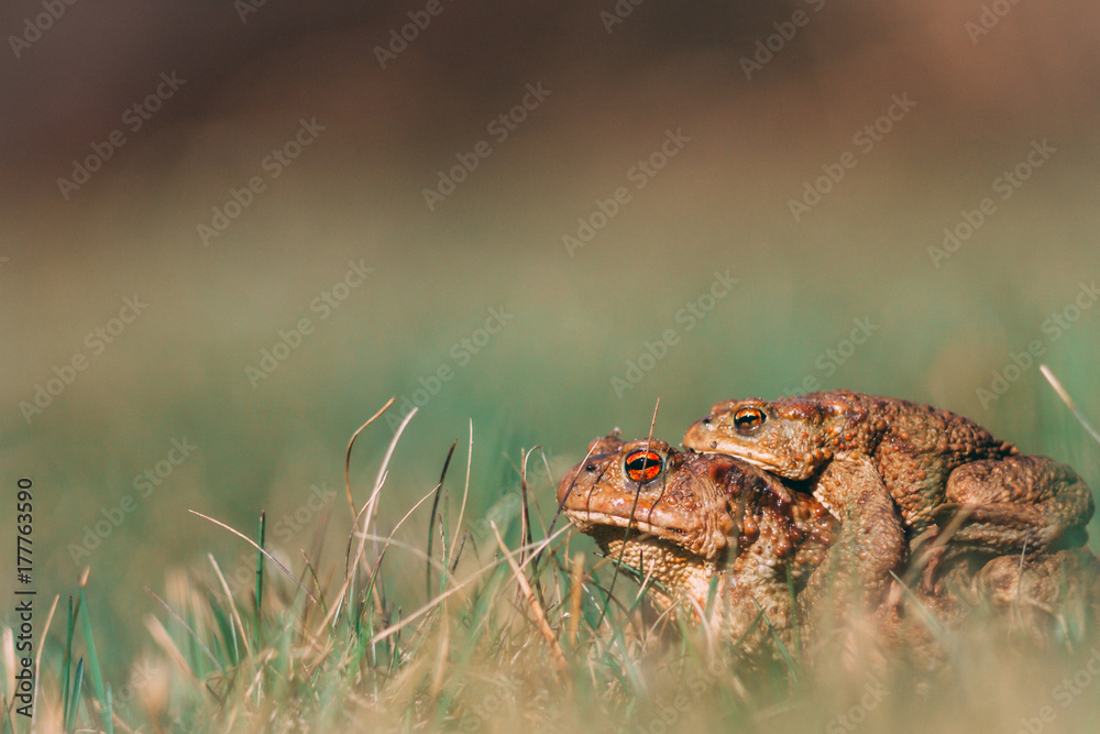 Obraz premium Two toads meeting spring in mating