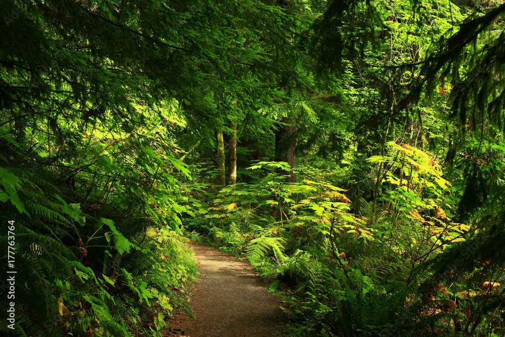 a picture of an Pacific Northwest forest trail a picture of an Pacific Northwest forest trail