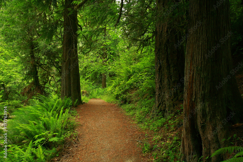 a picture of an Pacific Northwest forest trail a picture of an Pacific Northwest forest trail