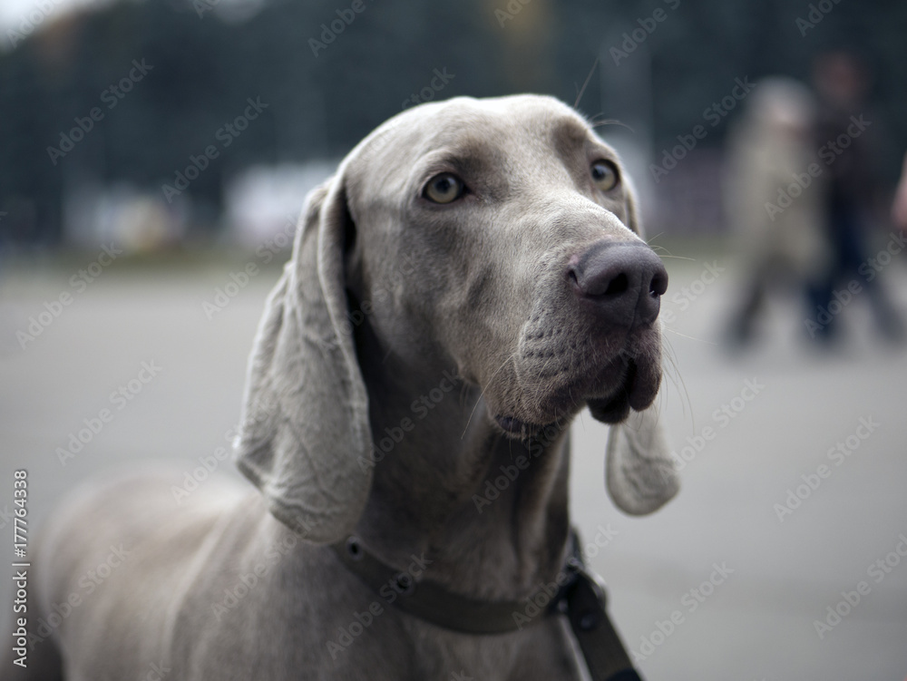Horizontal portrait of one young puppy dog of weimaraner breed with gray coat standing outdoors