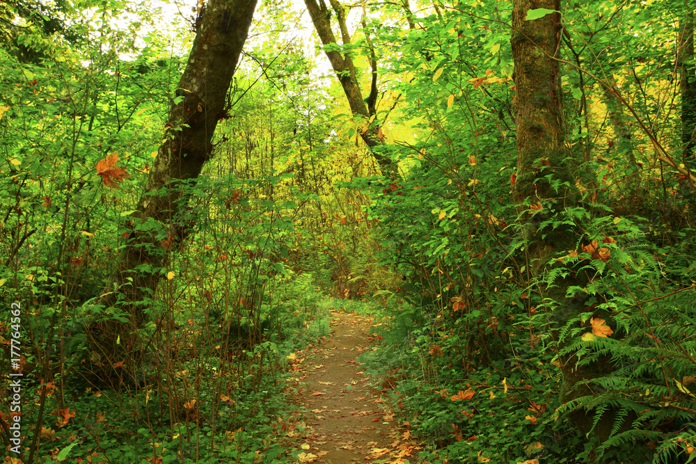 a picture of an Pacific Northwest forest trail a picture of an Pacific Northwest forest trail