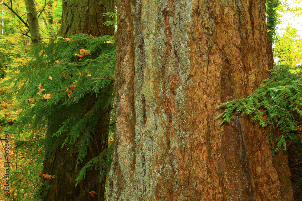 a picture of an Pacific Northwest forest and Alaskan yellow cedar trees
