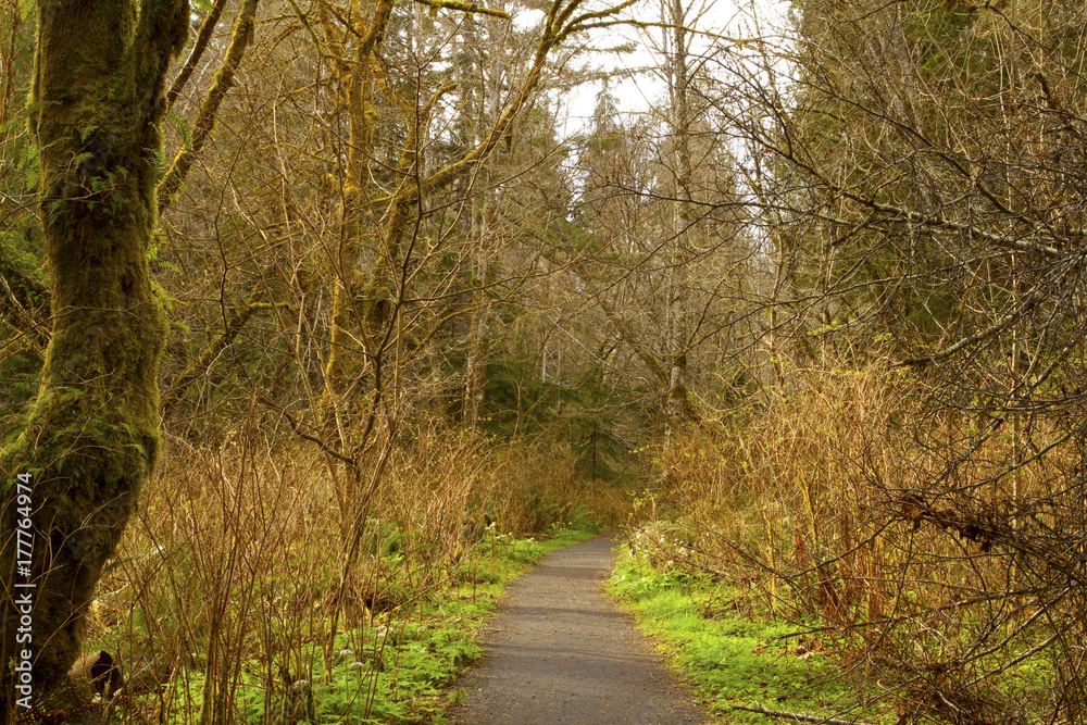 a picture of an Pacific Northwest forest trail a picture of an Pacific Northwest forest trail