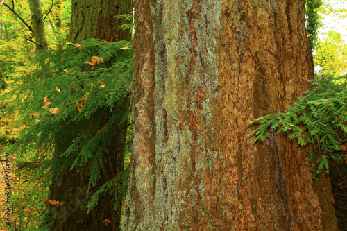 a picture of an Pacific Northwest forest and Alaskan yellow cedar trees