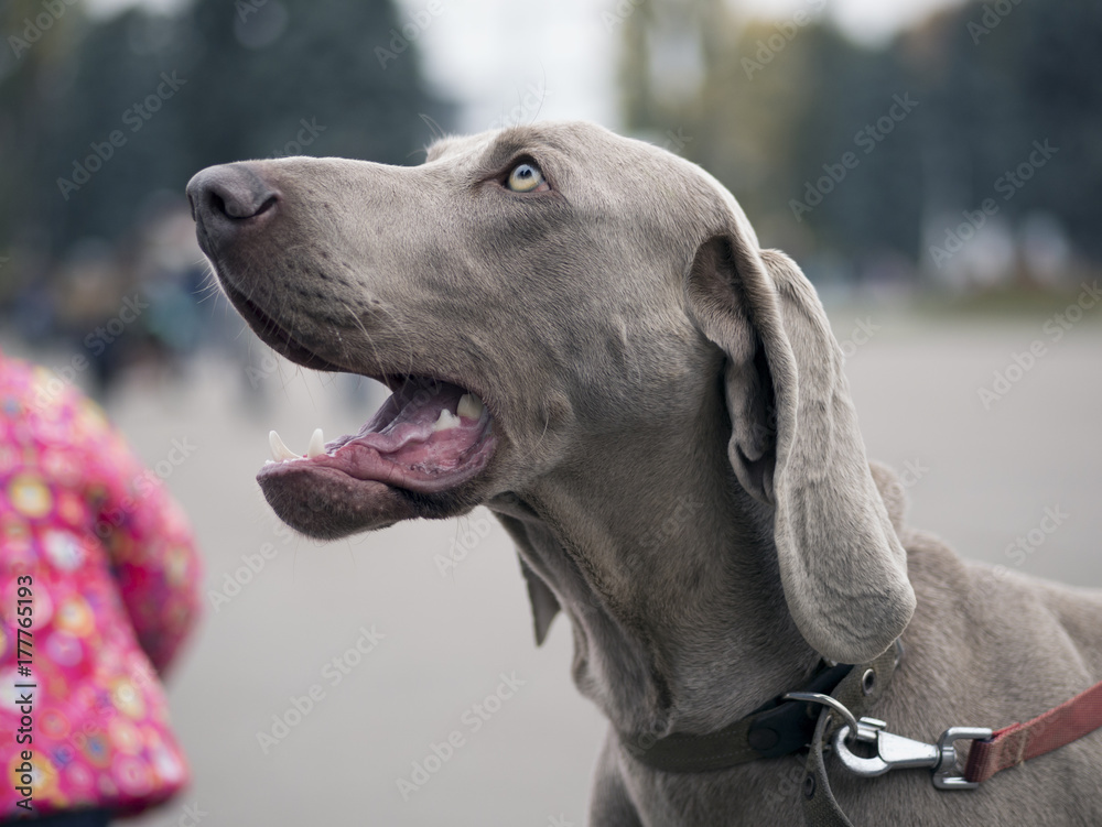 Portrait dog Weimaraner with open mouth. Dog smiling