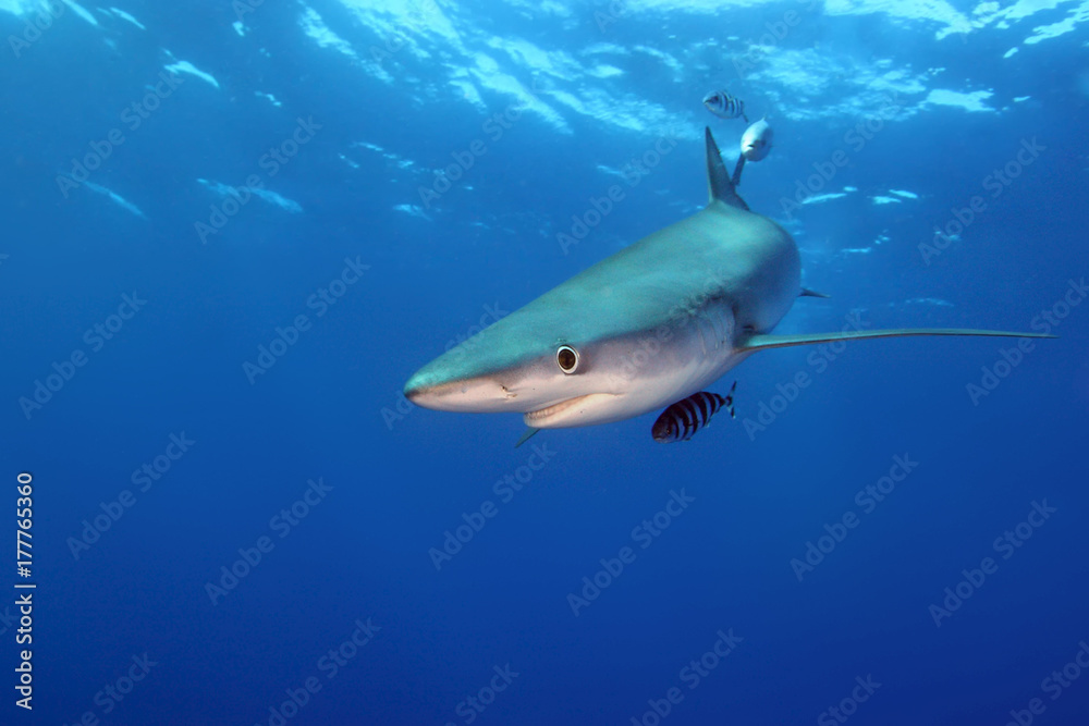 Fototapeta premium The blue shark (Prionace glauca) in the ocean blue
