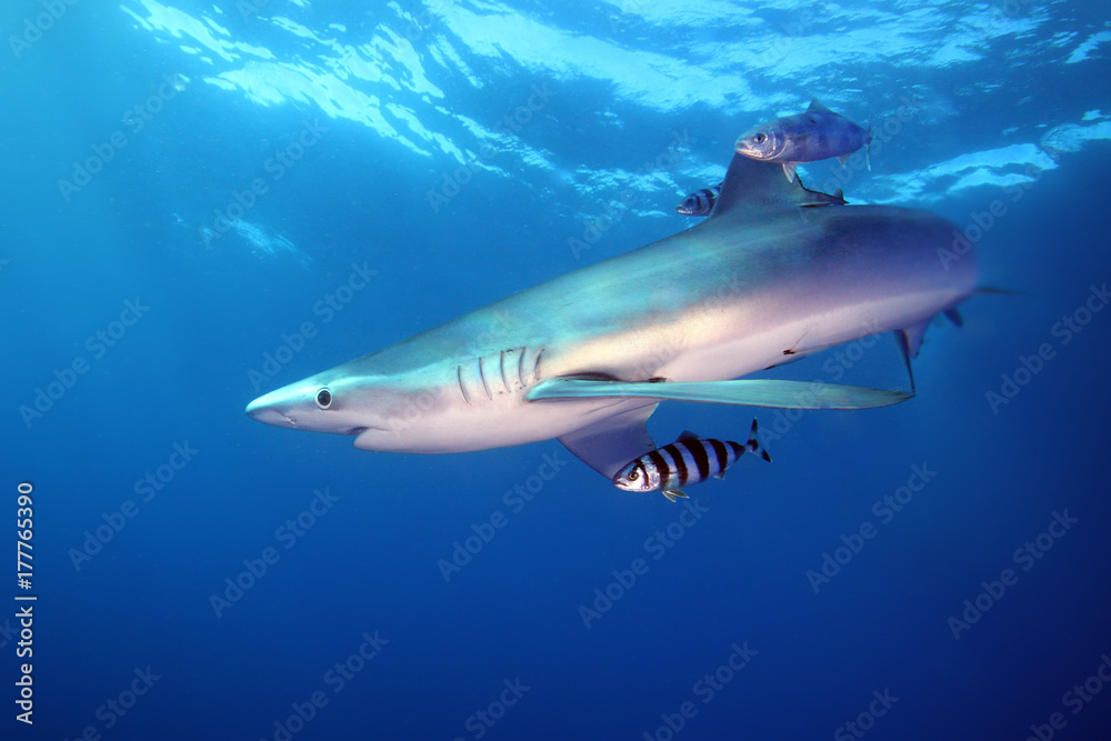 Obraz premium The blue shark (Prionace glauca) in the ocean blue with pilotfish
