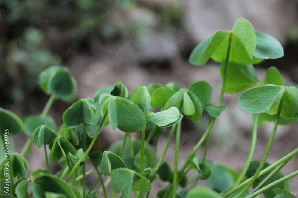 Obraz premium trebol