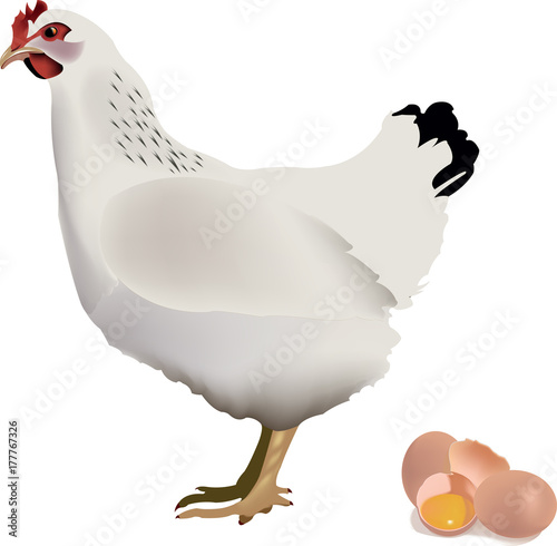 gallina ovaiola bianca animale da cortile