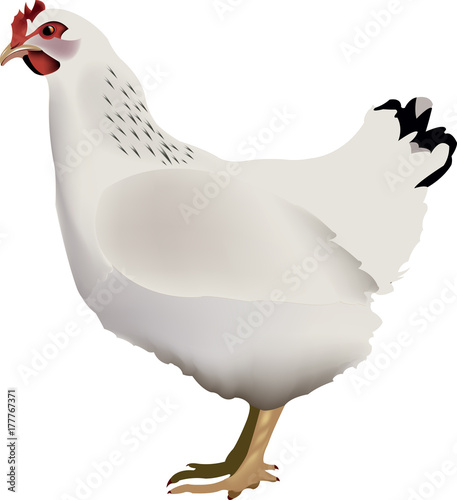 gallina ovaiola bianca animale da cortile