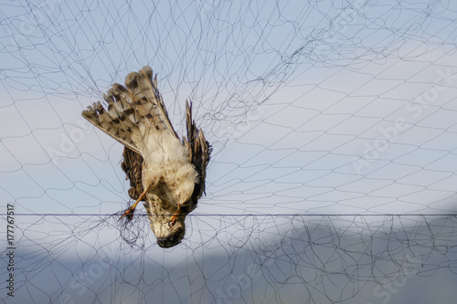 Image of bird (Sparrow) is attached to the net. Animals.