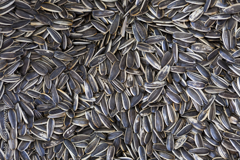 Large salted roasted sunflower seeds close up
