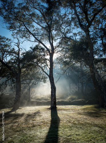 Morning light, Winter, Katoomba, N.S.W. Australia