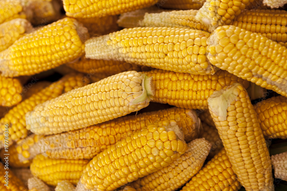 Ripe yellow corn cobs close-up at the farmers market of Iowa United States. Ripe yellow corn cobs close-up at the farmers market of Iowa United States.