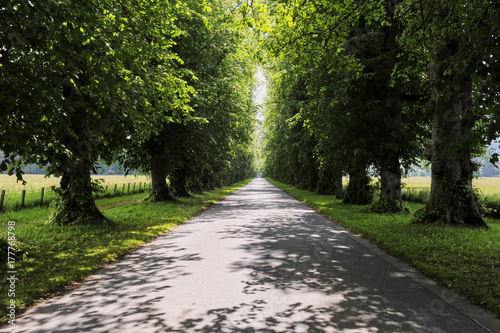 A road between trees