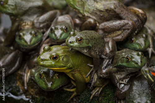 Bunch of frogs sitting tightly