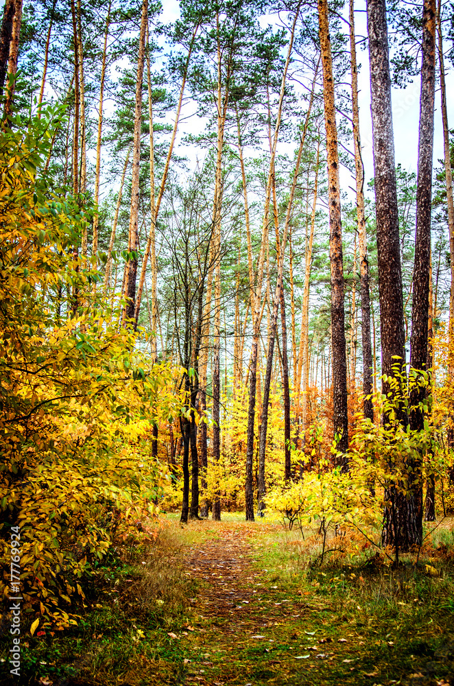 Trees and bushes with yellowed leaves among the tall pines in the autumn forest. Trees and bushes with yellowed leaves among the tall pines in the autumn forest.
