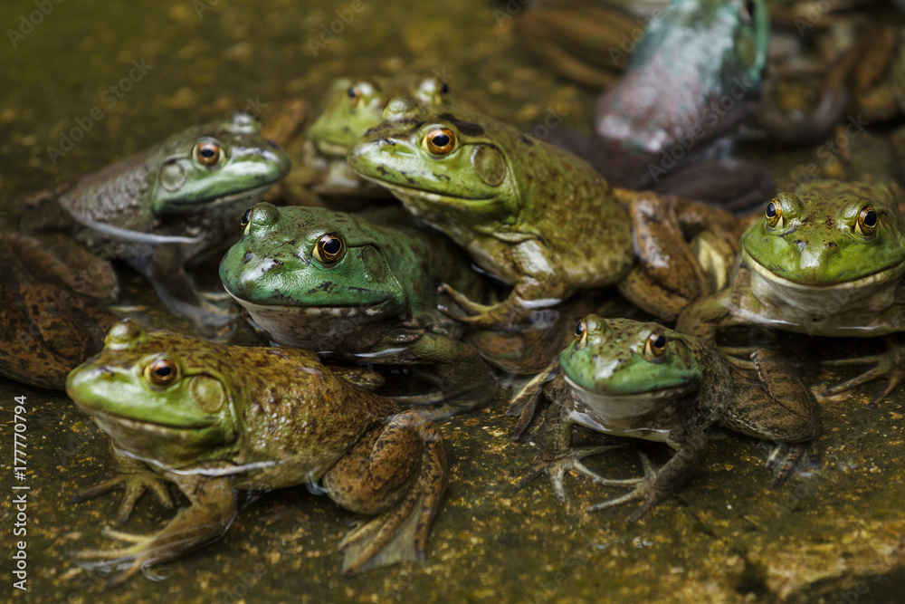 Fototapeta premium Grupa żab w stawie