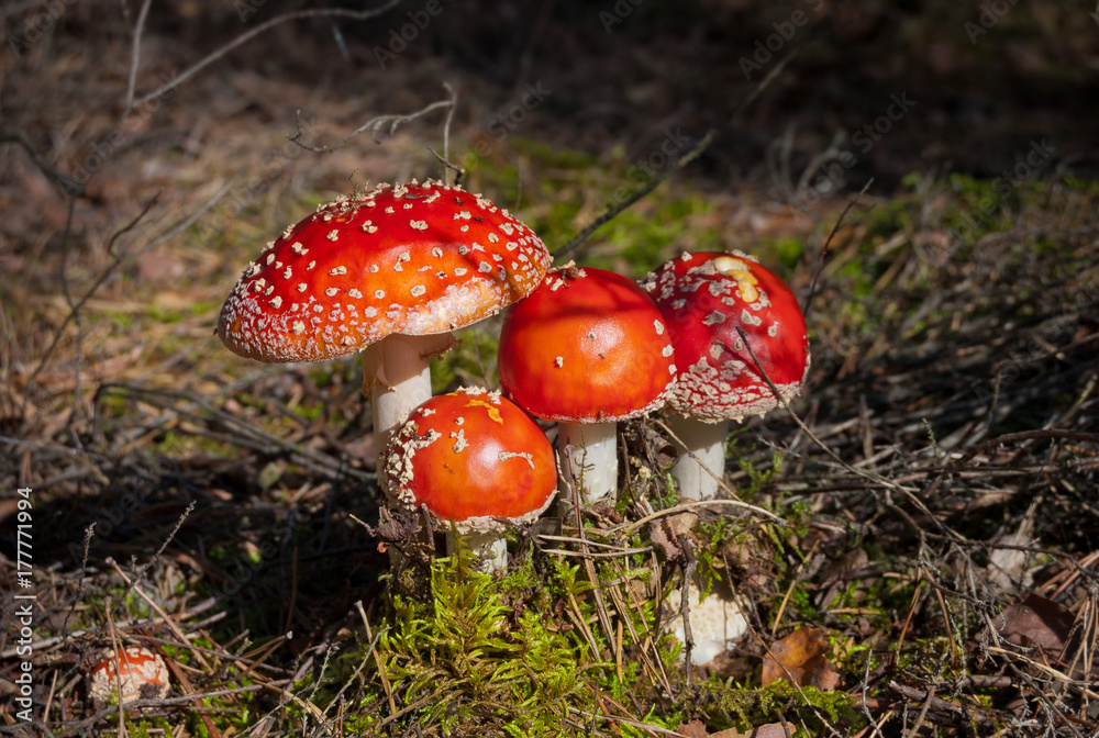 Amanita muscaria (Fly Agaric) - poisonous red cap mushrooms in the autumn forest.