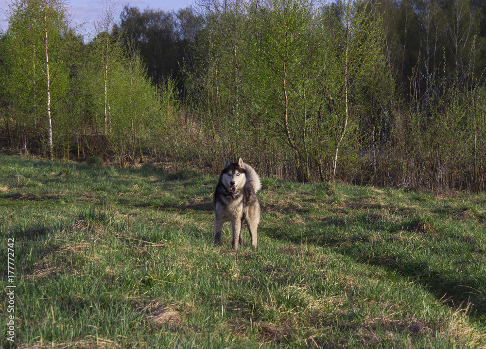 Husky is standing on the green grass sticking out his tongue. against the background of trees