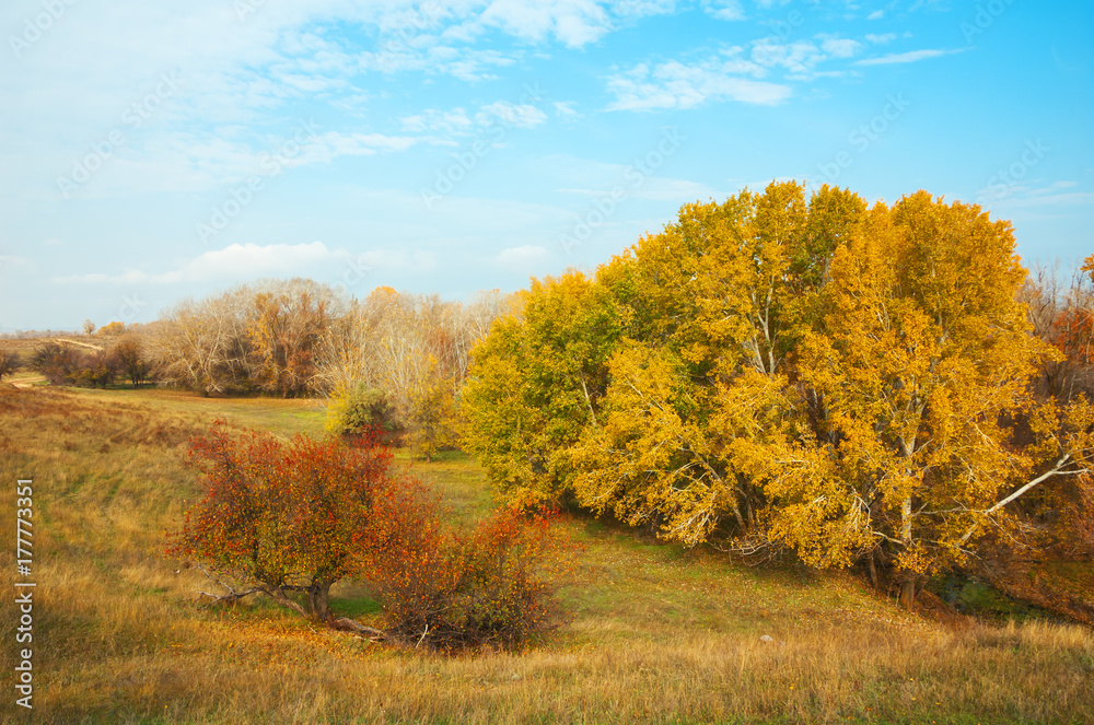 Autumn landscape whith poplar tree, little river and steppe.