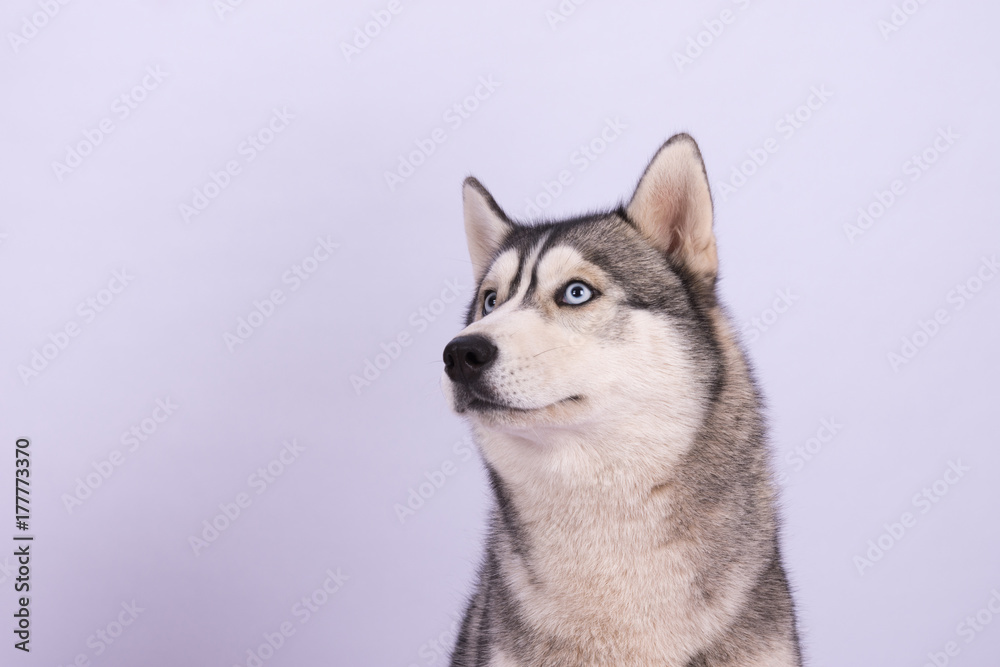 Husky Kopf mit blauen Augen vor weißem Hintergrund