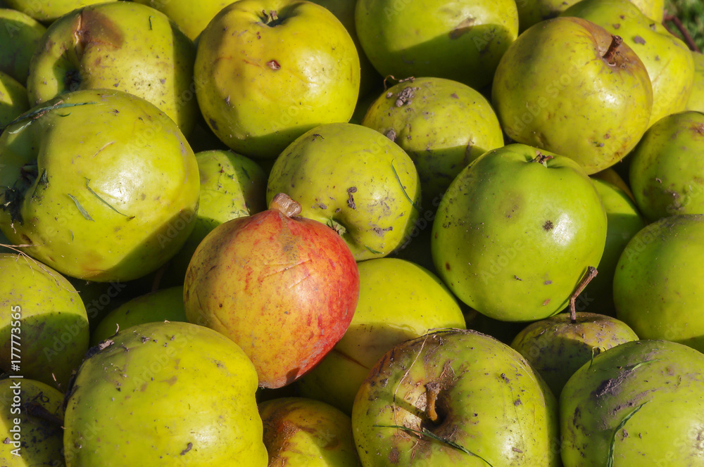 Green and red windfall apples close up background. Green and red windfall apples close up background.