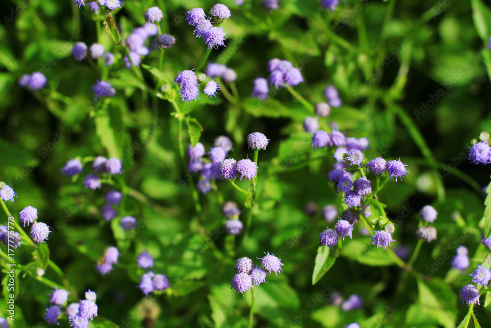 Field of flowers, green grass flower meadow