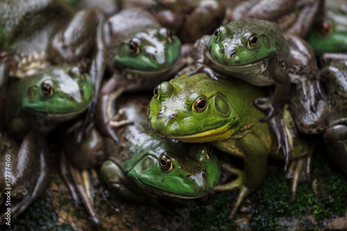 Frog family resting together on a rock