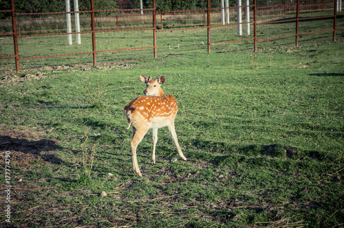 sika deer on pasture photo