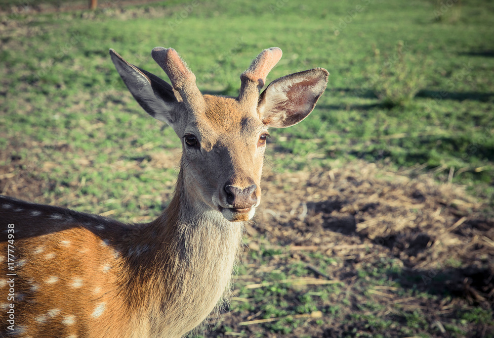 sika deer on pasture sika deer on pasture