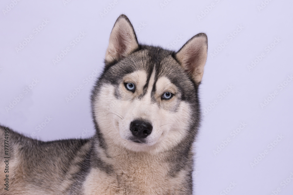 Husky Kopf mit blauen Augen vor weißem Hintergrund