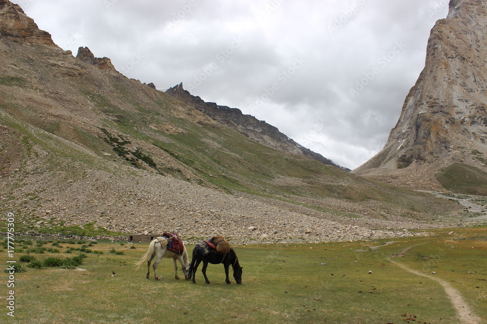 horses graze in the highlands of northern India. see the mountains