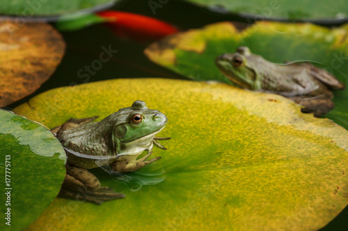 Canvas-taulu Cute frogs sitting on lily leaves