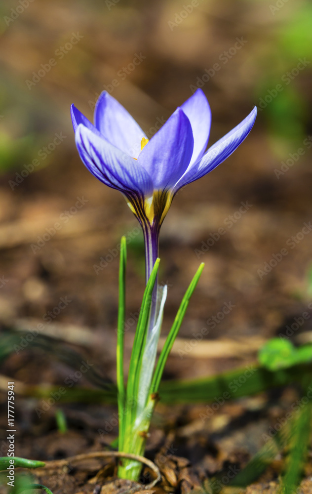 Fototapeta premium Beautiful blue crocus flower closeup